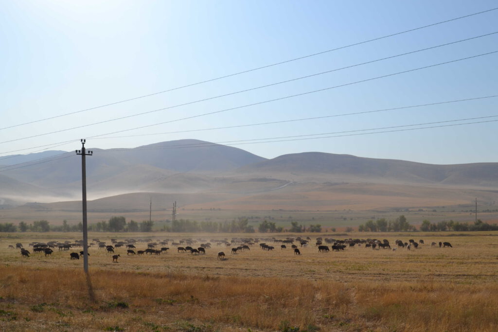 A herd of sheep near the Tian Shen mountain range